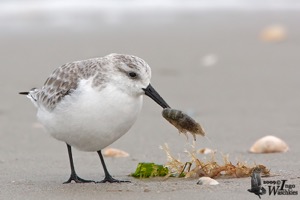 Adult Sanderling (ssp. alba ) in non-breeding plumage