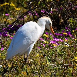Cattle Egret