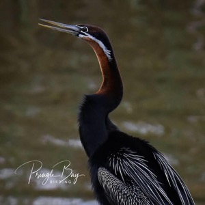 African Darter is a spear-fisherman of note!