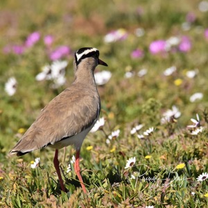Crowned Lapwing