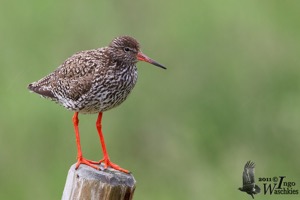 Common Redshank in breeding plumage