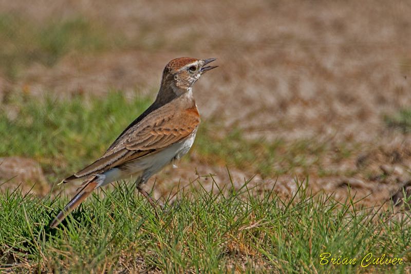 >Red-capped Lark