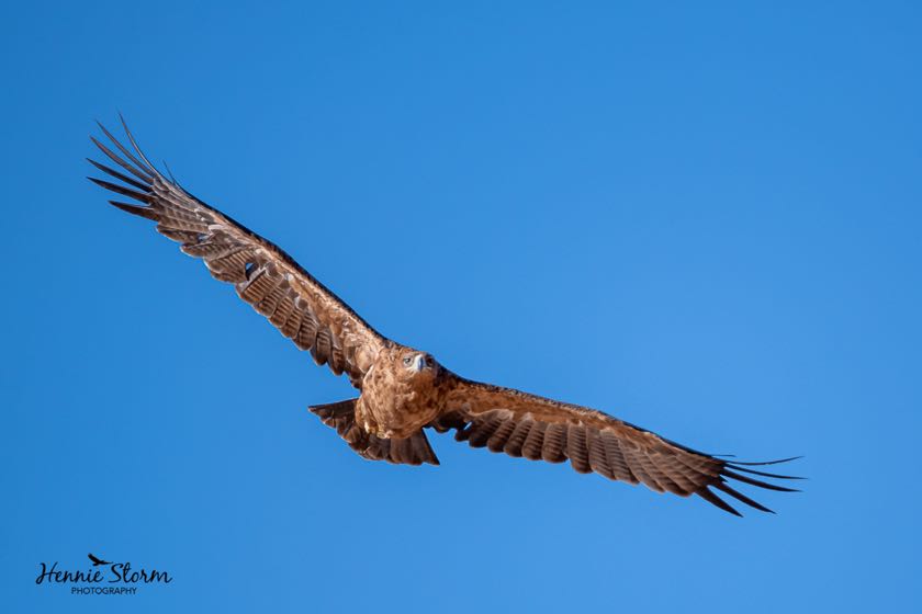 Tawny Eagle