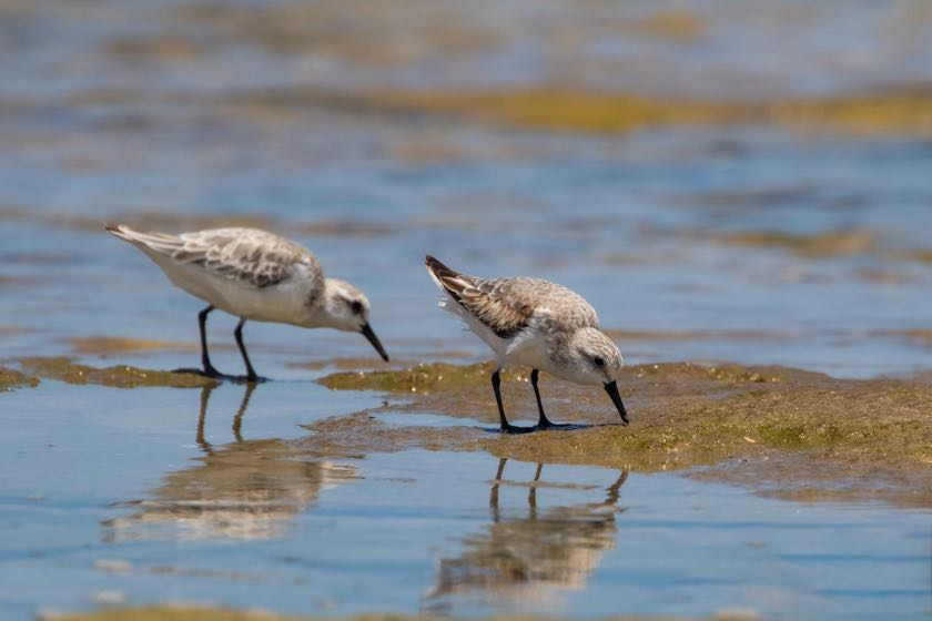 A pair of Sanderlings