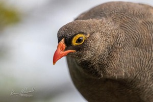 Red-billed Spurfowl