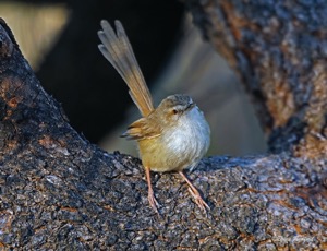 Tawny-flanked Prinia