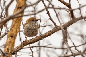 Stierling's Wren Warbler