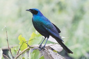 Burchell's Starling