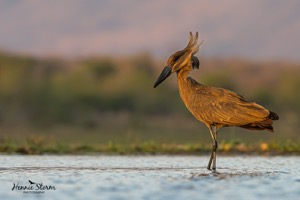 Hamerkop