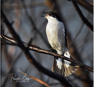 Fiscal Flycatcher
