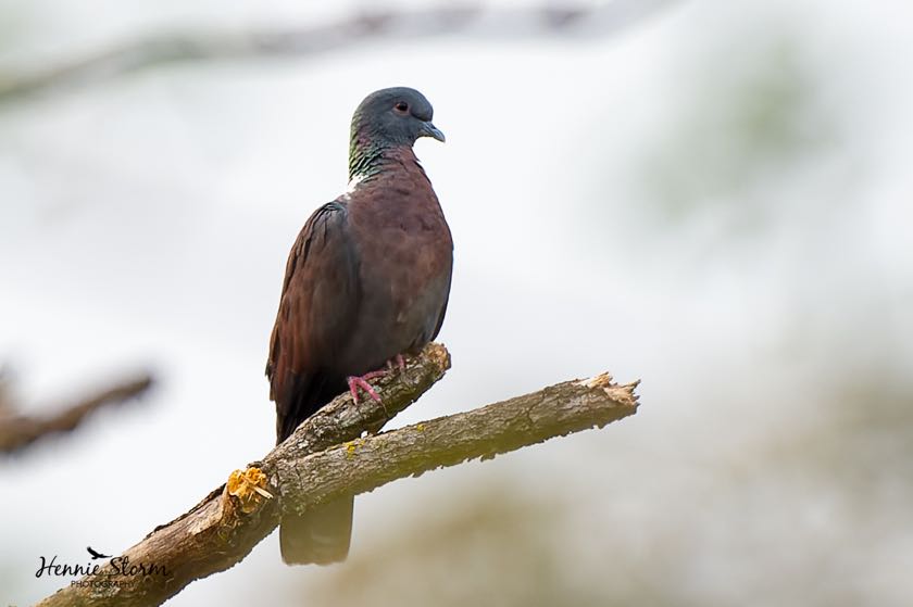 Eastern Bronze-naped Pigeon