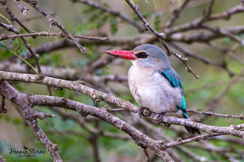 Mangrove Kingfisher