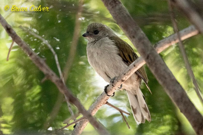 Lesser Honeyguide