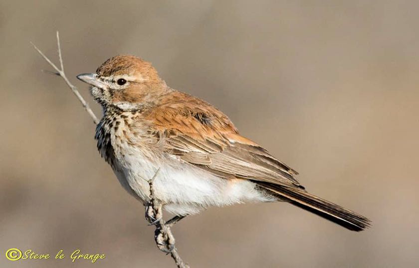 Sclater's Lark 