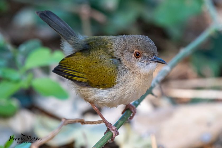 Green-backed Camaroptera