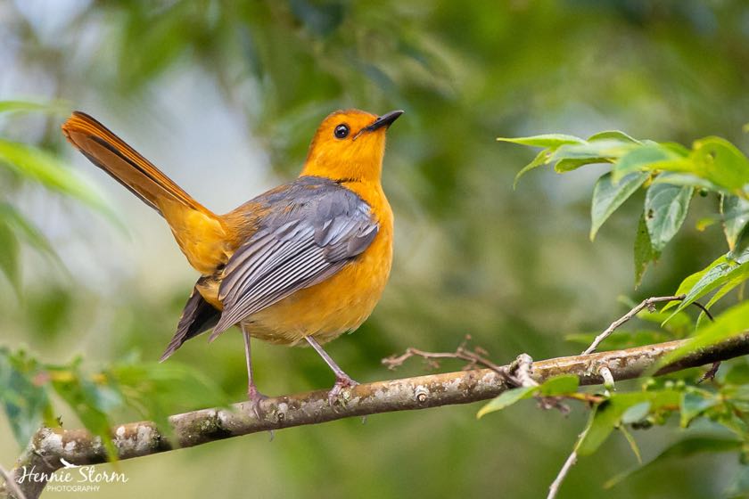 Red-capped Robin-Chat