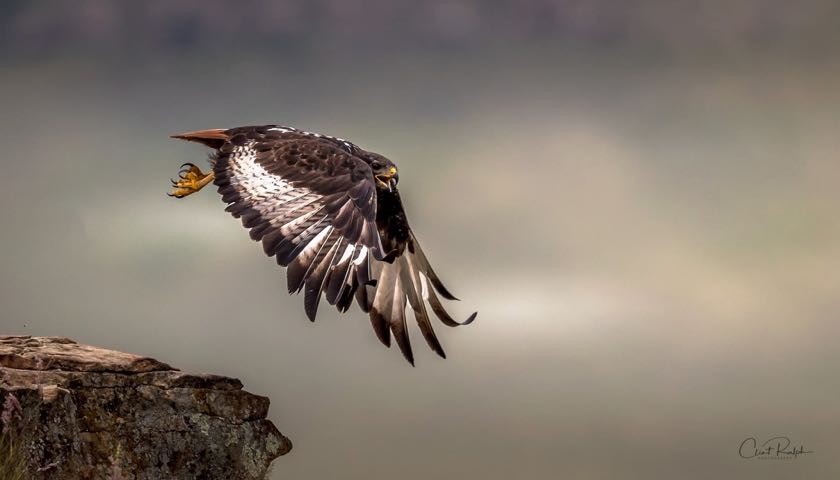 Jackal Buzzard calls out for its mate