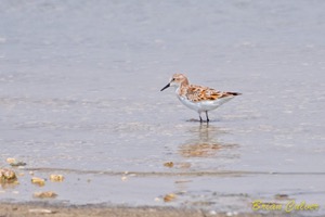 Little Stint