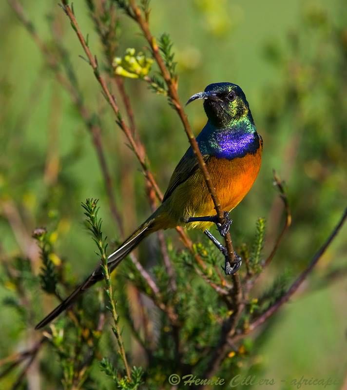 Orange-breasted Sunbird