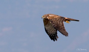 African Marsh Harrier