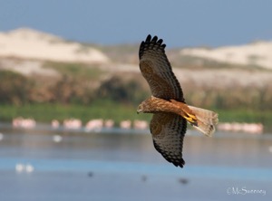 African Marsh Harrier1