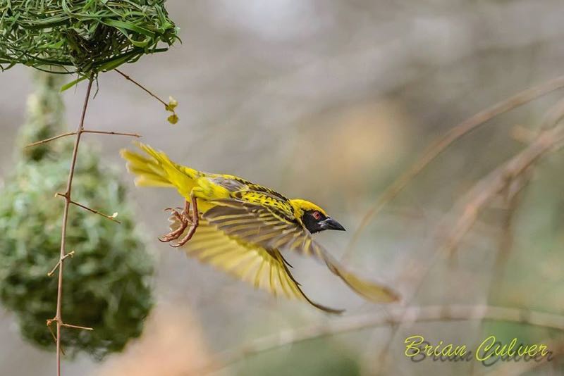 Village Weaver