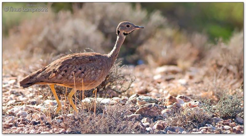 Karoo Korhaan
