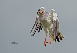 Dark chanting-Goshawk