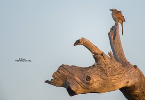 Black-crowned Tchagra on White Rhino