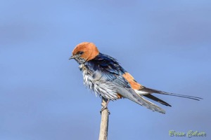 Lesser Striped Swallow