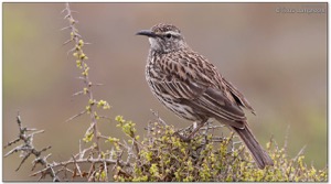 Cape Long-billed Lark