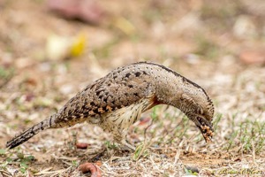 Red-throated Wryneck