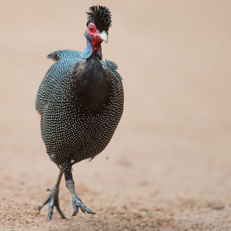 Crested Guineafowl