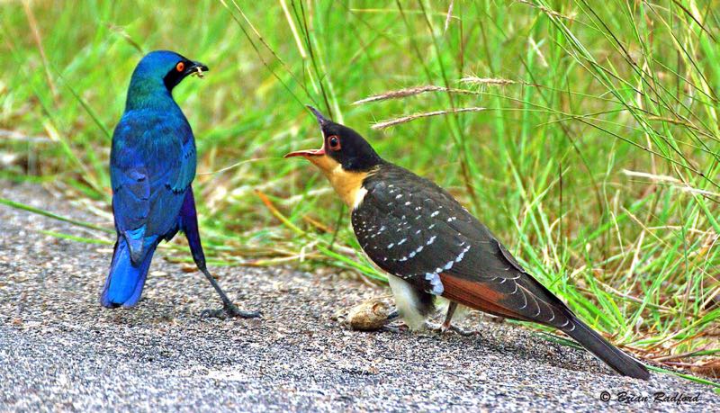 Cape Glossy Starling raising a Great Spotted Cuckoo