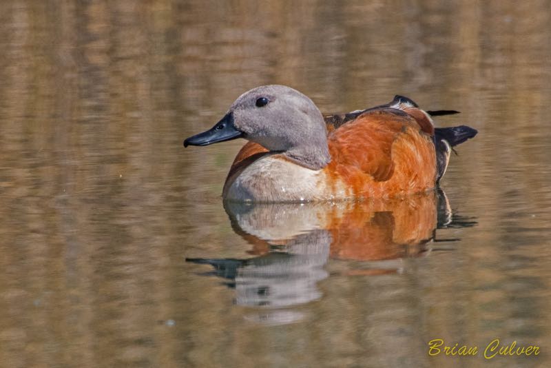 South African Shelduck