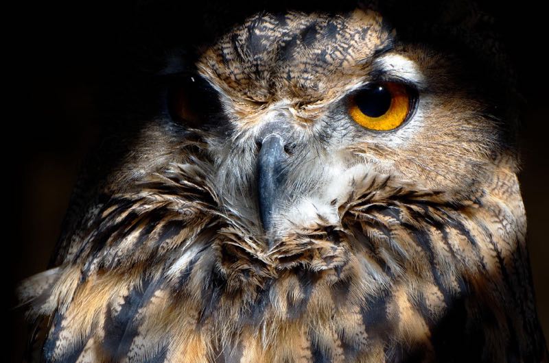 Spotted Eagle-Owl