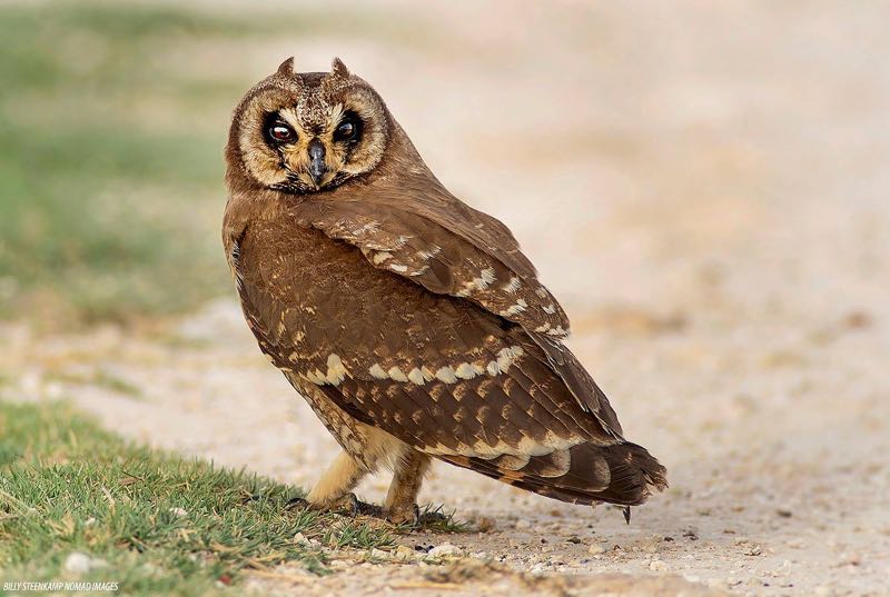 Marsh Owl