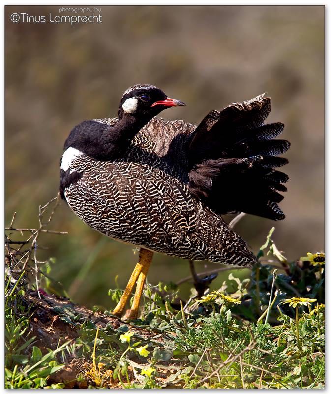 Southern Black Korhaan
