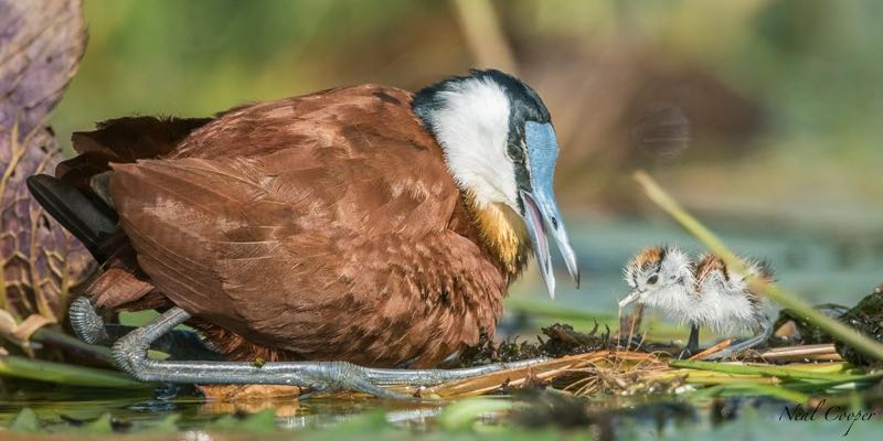 African Jacana