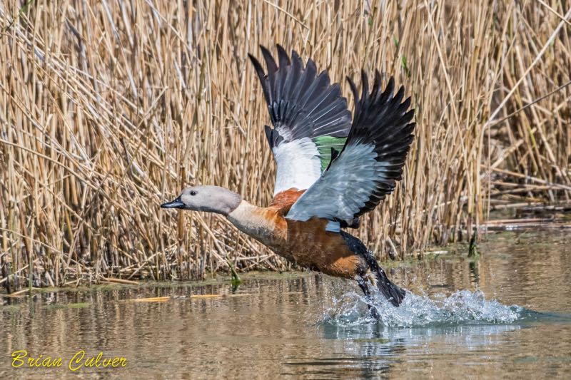 South African Shelduck