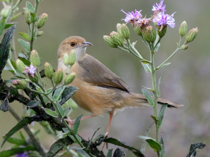 Singing Cisticola