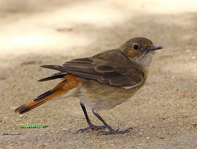Cape Robin-Chat juvenile