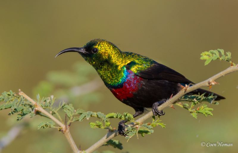 Malachite Sunbird nesting in a chandelier