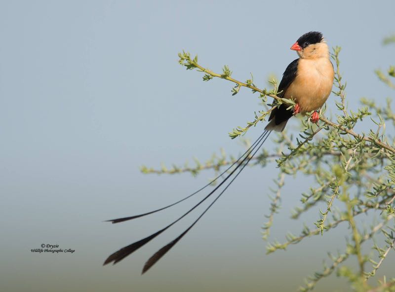 Shaft-Tailed Whydah