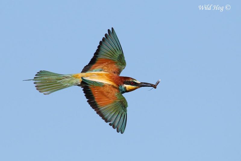 European Bee-eater