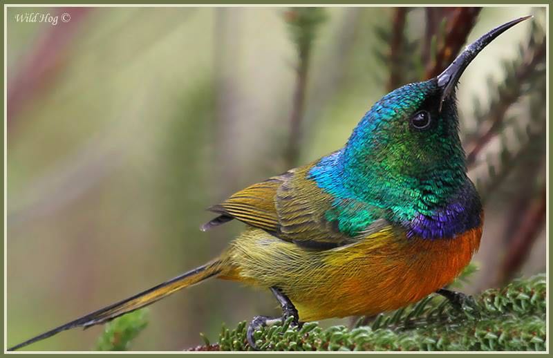 Orange-Breasted Sunbird