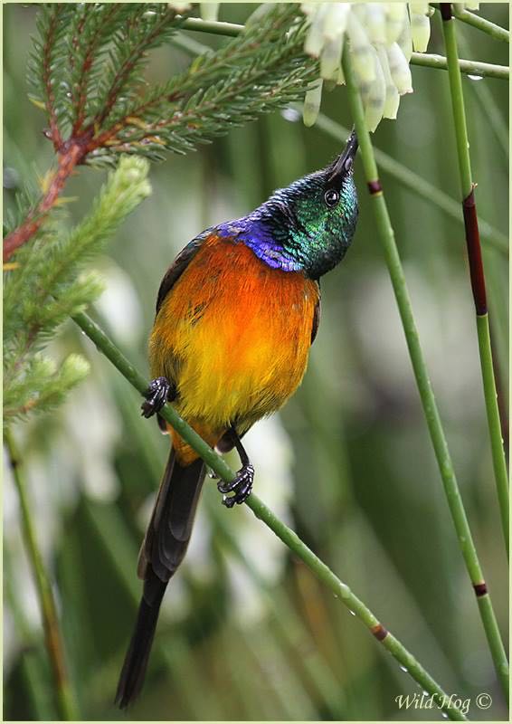 European Bee-eater
