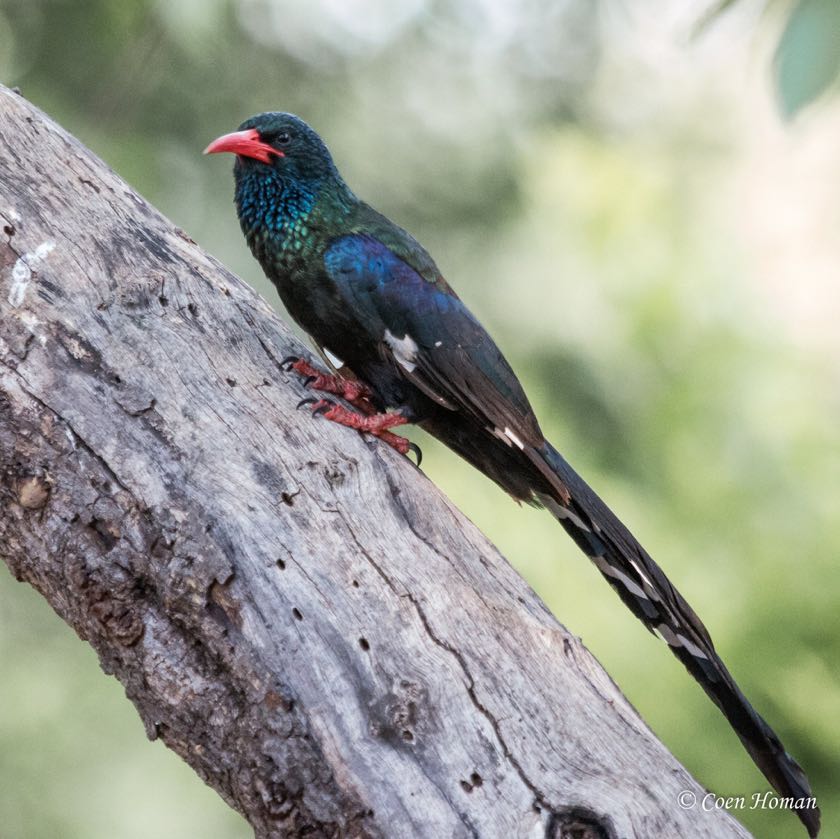 Green Wood Hoopoe