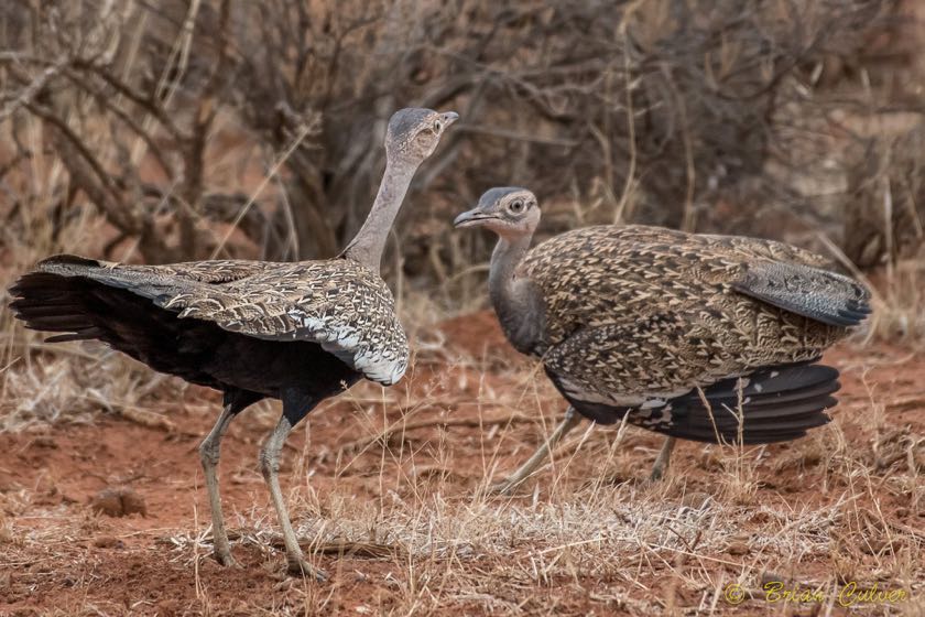 Red-crested Korhaan having a territorial dispute