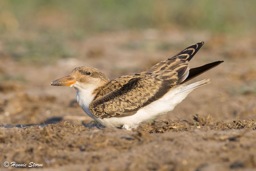 African Skimmer juvenile